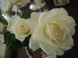 girlgetsgreatguy white roses