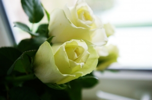 white-roses